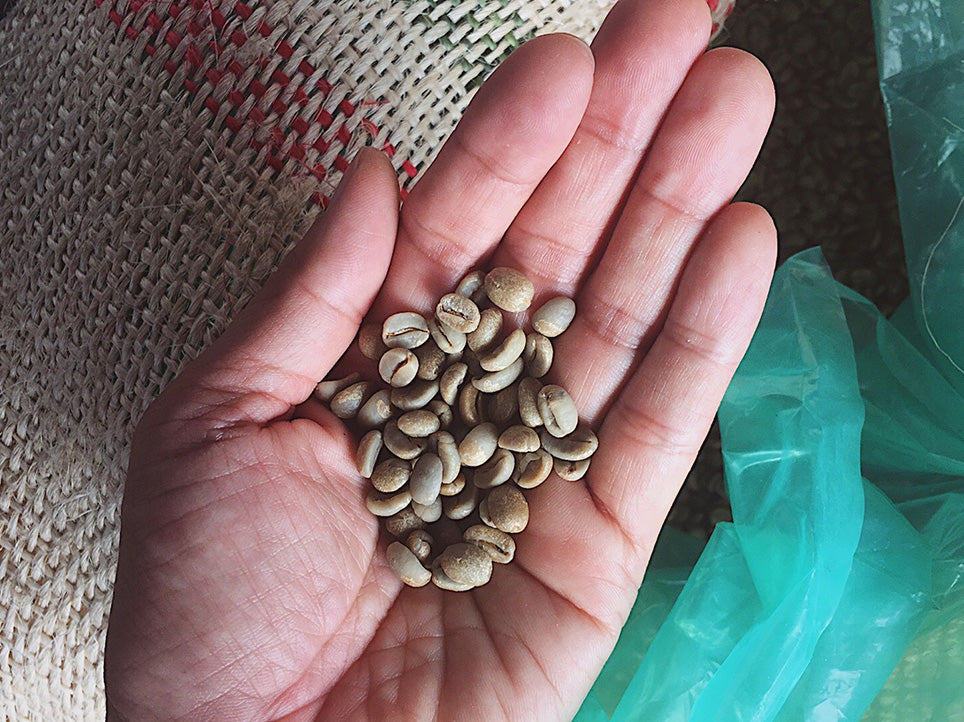 甘さ際立つニカラグアのコーヒー