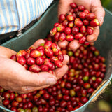 コロンビア 「コーヒークエスト カフェ ピタヤ」/ Colombia "The Coffee Quest Cafe Pitaya" 100g