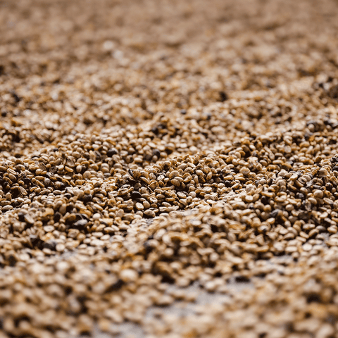 中国「雲南 デーホン 酵母発酵」/ China "Yunnan Dehong Yeast Fermentation HoneyProc."