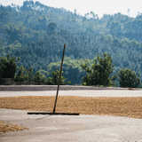 中国「雲南 デーホン 酵母発酵」/ China "Yunnan Dehong Yeast Fermentation HoneyProc."