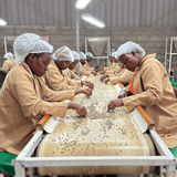 ケニア「ギキリマ コーヒーファクトリー AA」/ Kenya "Gikirima Coffee Factory AA"