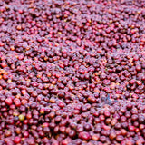 中国「雲南 プーアル トリプル発酵」/ China "Yunnan Puer Triple Fermentation Natural"