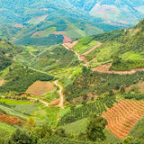 中国「雲南 バドゥ ナチュラル精製」/ China "Yunnan Badu Natural Proc."