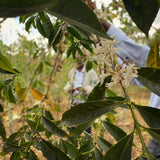 エチオピア「イルガチェフェ ヒルト・シャロ ナチュラル 」/ Ethiopia "Yirgacheffe Hirut Shallo Natural Proc. "