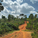 エチオピア「イルガチェフェ ヒルト・シャロ ナチュラル 」/ Ethiopia "Yirgacheffe Hirut Shallo Natural Proc. "