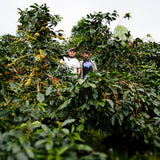 ホンジュラス「エル・ジャルダン農園 / ラ・ヴァレンティナ ハニープロセス 」 / Honduras "Finca El Jardín / La Valentina Honey Proc."