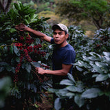 ホンジュラス「エル・ジャルダン農園 / ラ・ヴァレンティナ ハニープロセス 」 / Honduras "Finca El Jardín / La Valentina Honey Proc."