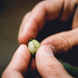 グアテマラ「カタリーノ ラモス」 / Guatemala "Catalino Ramos"