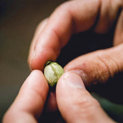 グアテマラ「カタリーノ ラモス」 / Guatemala "Catalino Ramos"