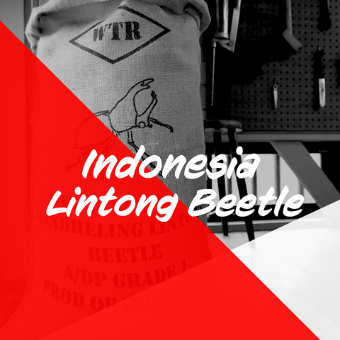 インドネシア 「リントン ビートル 」 大入り 500g / Indonesia "Lintong Beetle" 500g